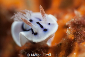 Chromodoris Willani by Marco Fierli 